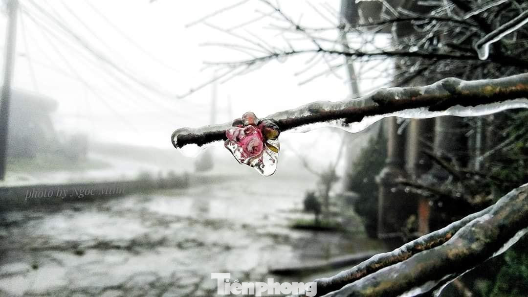 Ở non cao, thoáng nhìn tưởng băng tuyết, với giá lạnh và nhiệt độ xuống thấp hy vọng sẽ được chứng kiến hiện tượng kỳ thú cuối năm 2021. - Ảnh: Ngọc Minh