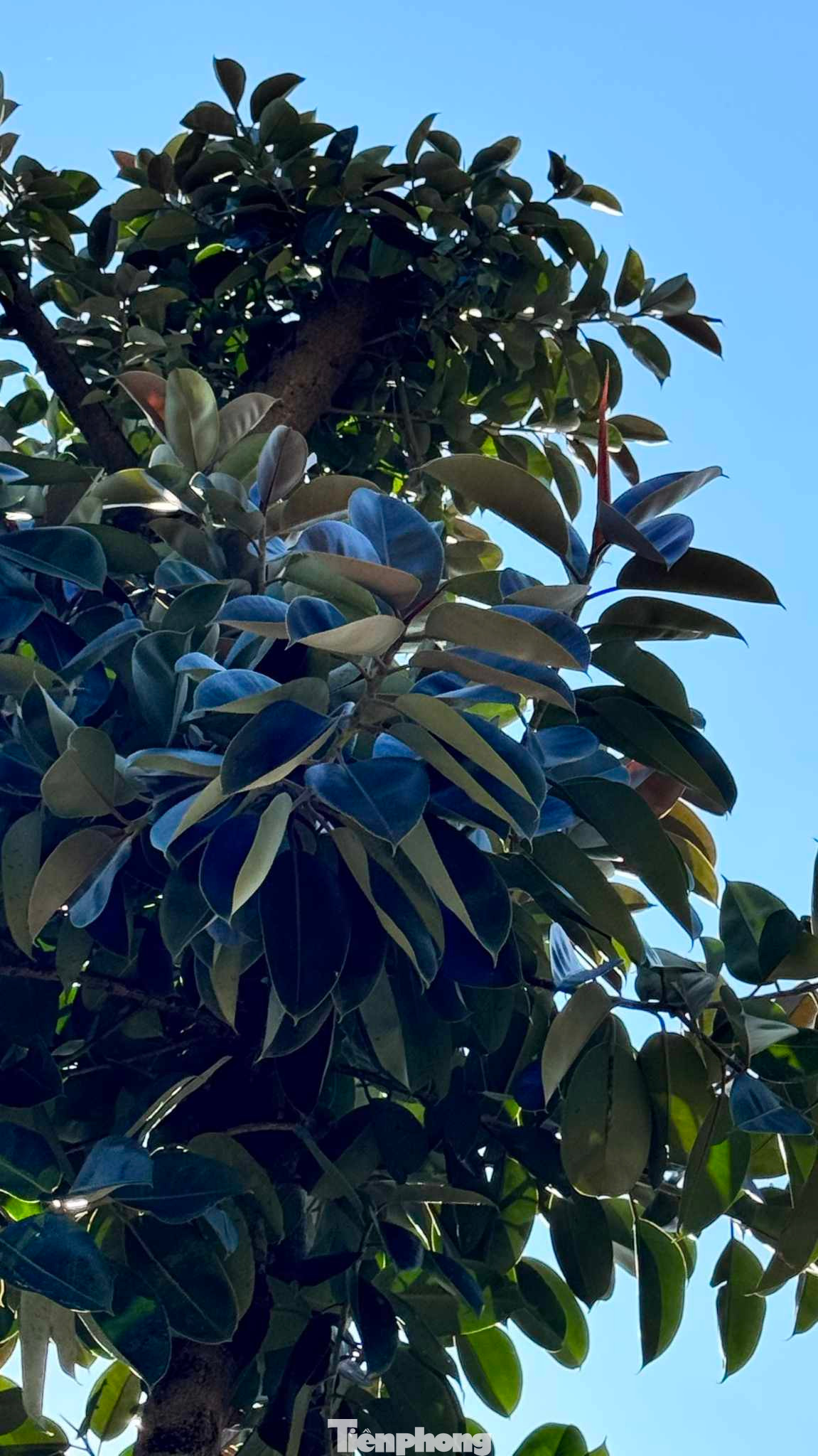 Cây đa tươi tốt, lá màu xanh đậm, óng mượt. Ảnh: Duy Chiến Cây đa tươi tốt, lá màu xanh đậm, óng mượt. Ảnh: Duy Chiến