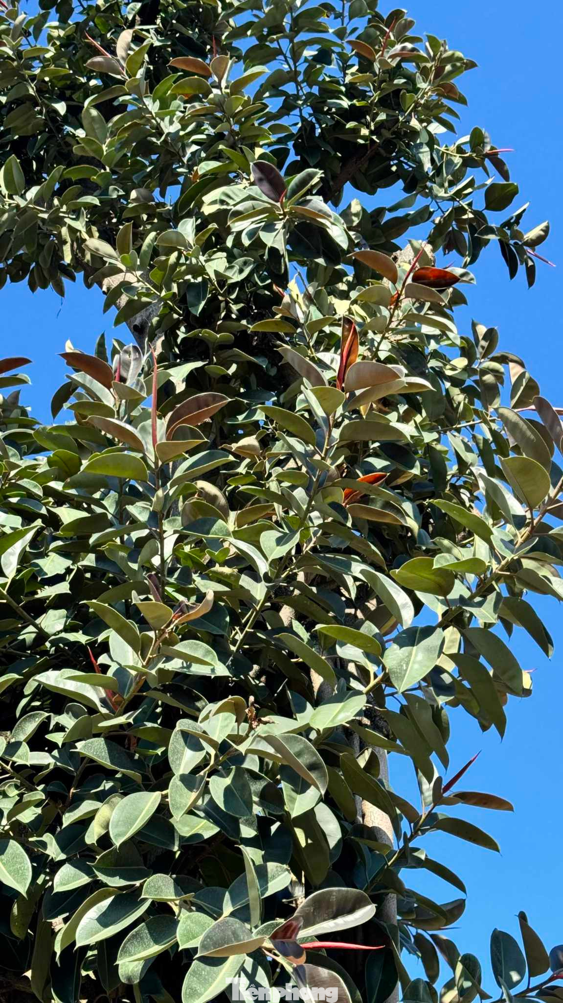 Búp lá có màu đỏ khá đặc biệt. Ảnh: Duy Chiến Búp lá có màu đỏ khá đặc biệt. Ảnh: Duy Chiến