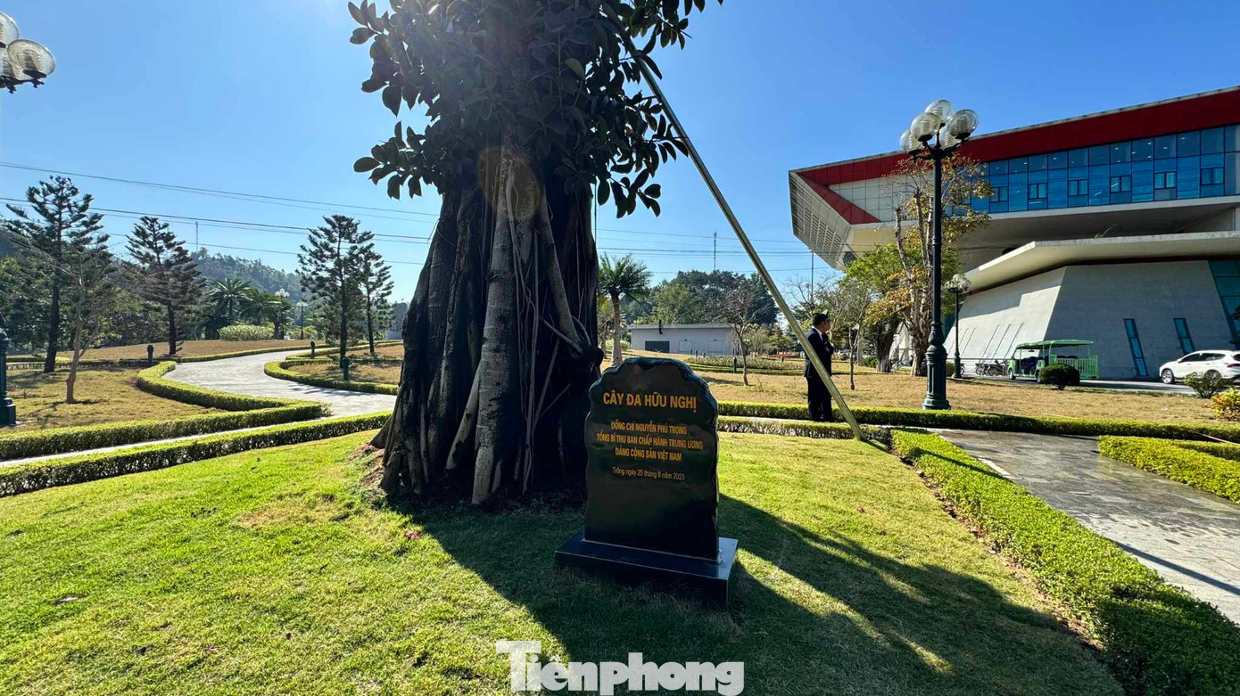 Cây đa được trồng ở vị trí trang trọng trong khuôn viên Cửa khẩu quốc tế Hữu Nghị. Ảnh: Duy Chiến Cây đa được trồng ở vị trí trang trọng trong khuôn viên Cửa khẩu quốc tế Hữu Nghị. Ảnh: Duy Chiến