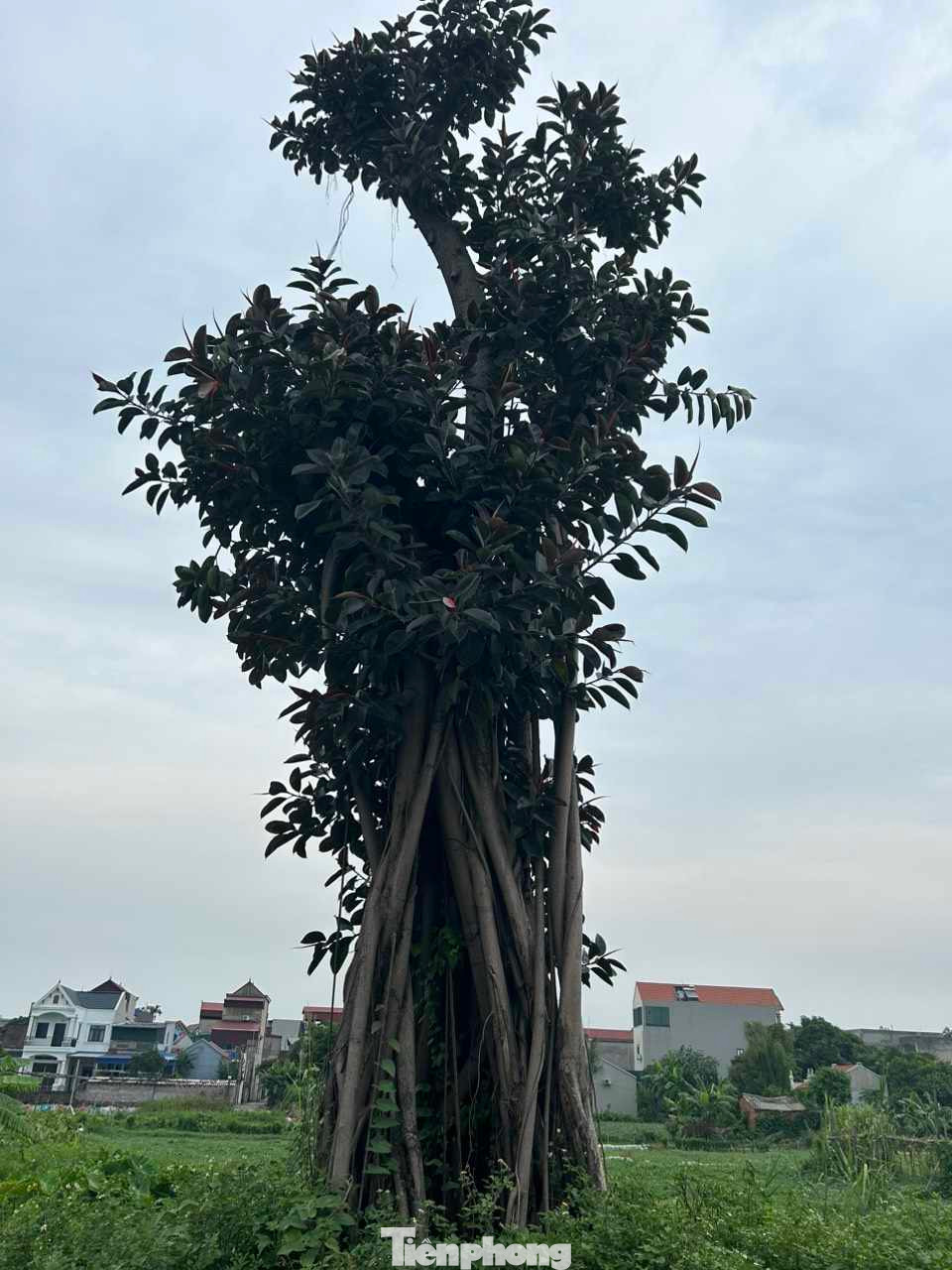 Dáng cây khỏe khoắn, dáng rồng lượn. Ảnh: Duy Chiến Dáng cây khỏe khoắn, dáng rồng lượn. Ảnh: Duy Chiến