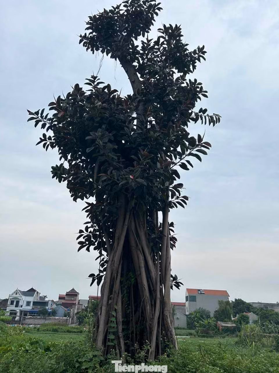 Dáng cây khỏe khoắn, dáng rồng lượn. Ảnh: Duy Chiến Dáng cây khỏe khoắn, dáng rồng lượn. Ảnh: Duy Chiến