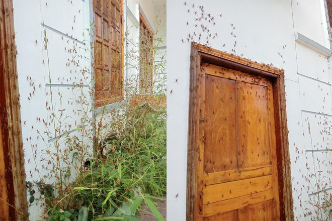 Nhà cửa cũng bị châu chấu tấn công.