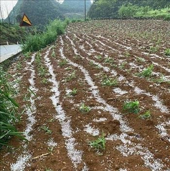 Trên đồng ruộng, nương bãi, mưa đá khá dầy. Ảnh: QĐ