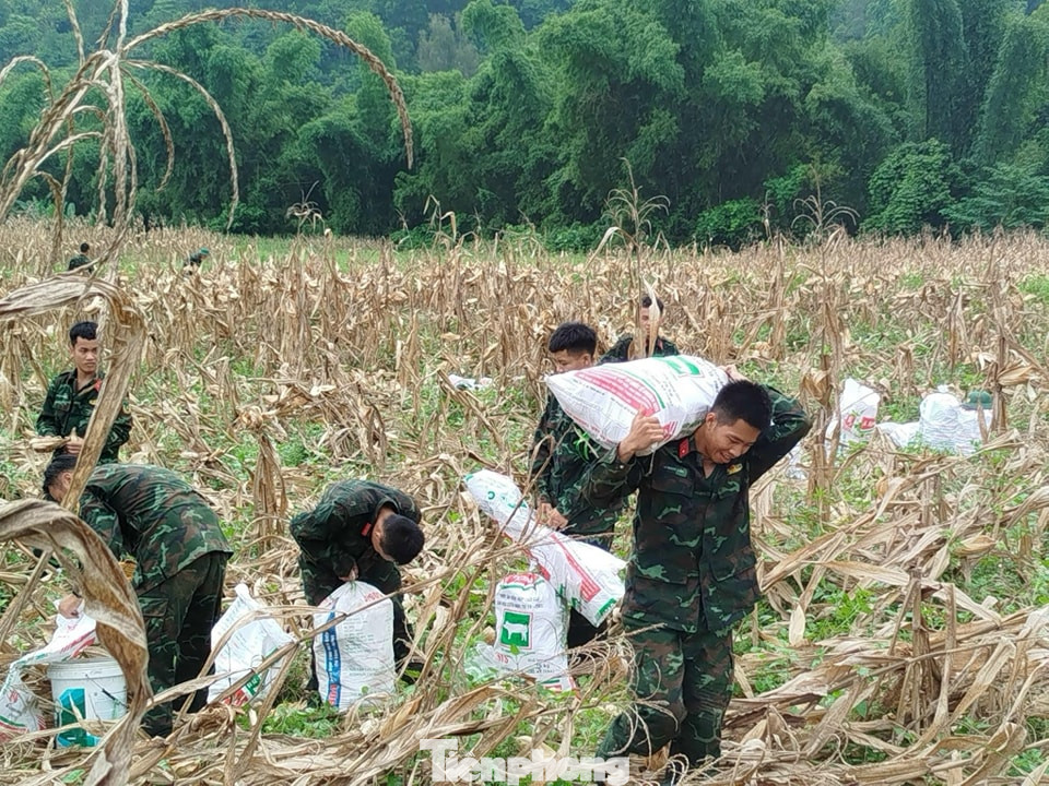 Chi đoàn Đại đội Trinh sát cơ giới Bộ CHQS tỉnh Cao Bằng tham gia thu hoạch ngô giúp gia đình liệt sĩ trên địa bàn.