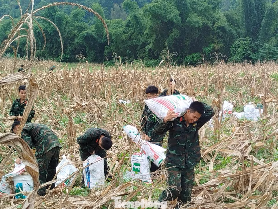 Chi đoàn Đại đội Trinh sát cơ giới Bộ CHQS tỉnh Cao Bằng tham gia thu hoạch ngô giúp gia đình liệt sĩ trên địa bàn. Chi đoàn Đại đội Trinh sát cơ giới Bộ CHQS tỉnh Cao Bằng tham gia thu hoạch ngô giúp gia đình liệt sĩ trên địa bàn.
