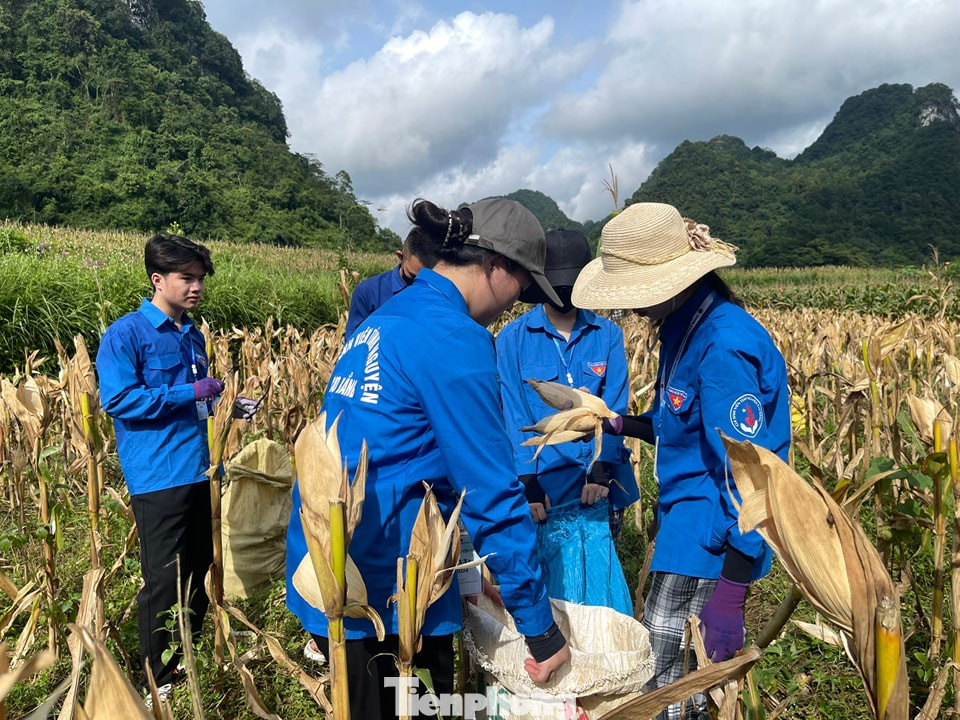 Thu hoạch ngô giúp người dân.