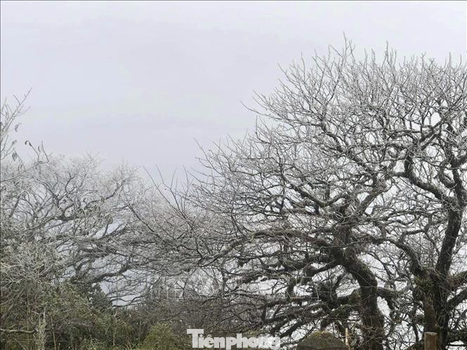 Cây cối mang trên mình màu trắng tinh khôi.