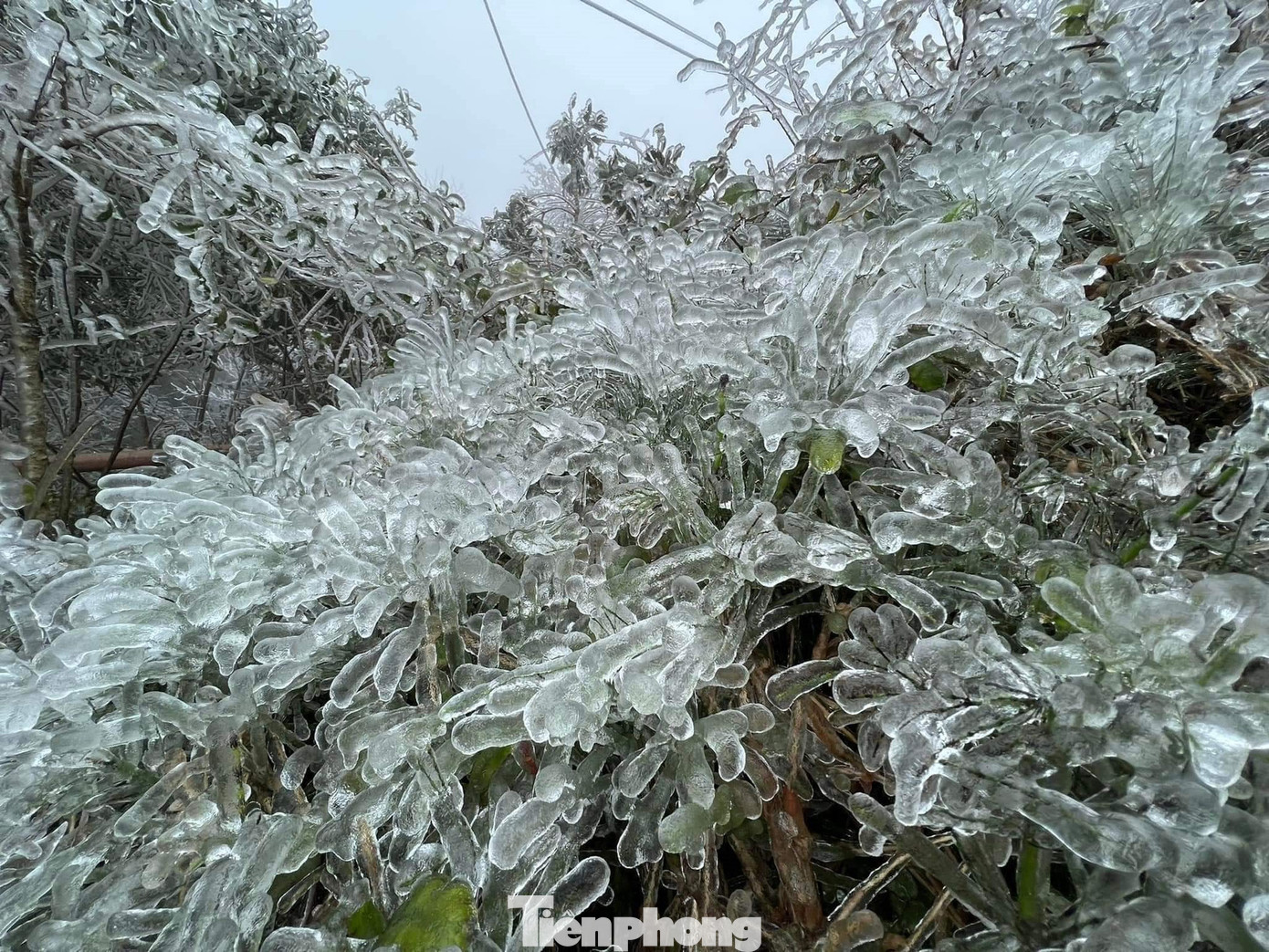 Những tảng băng tuyết như những sợi thủy tinh.