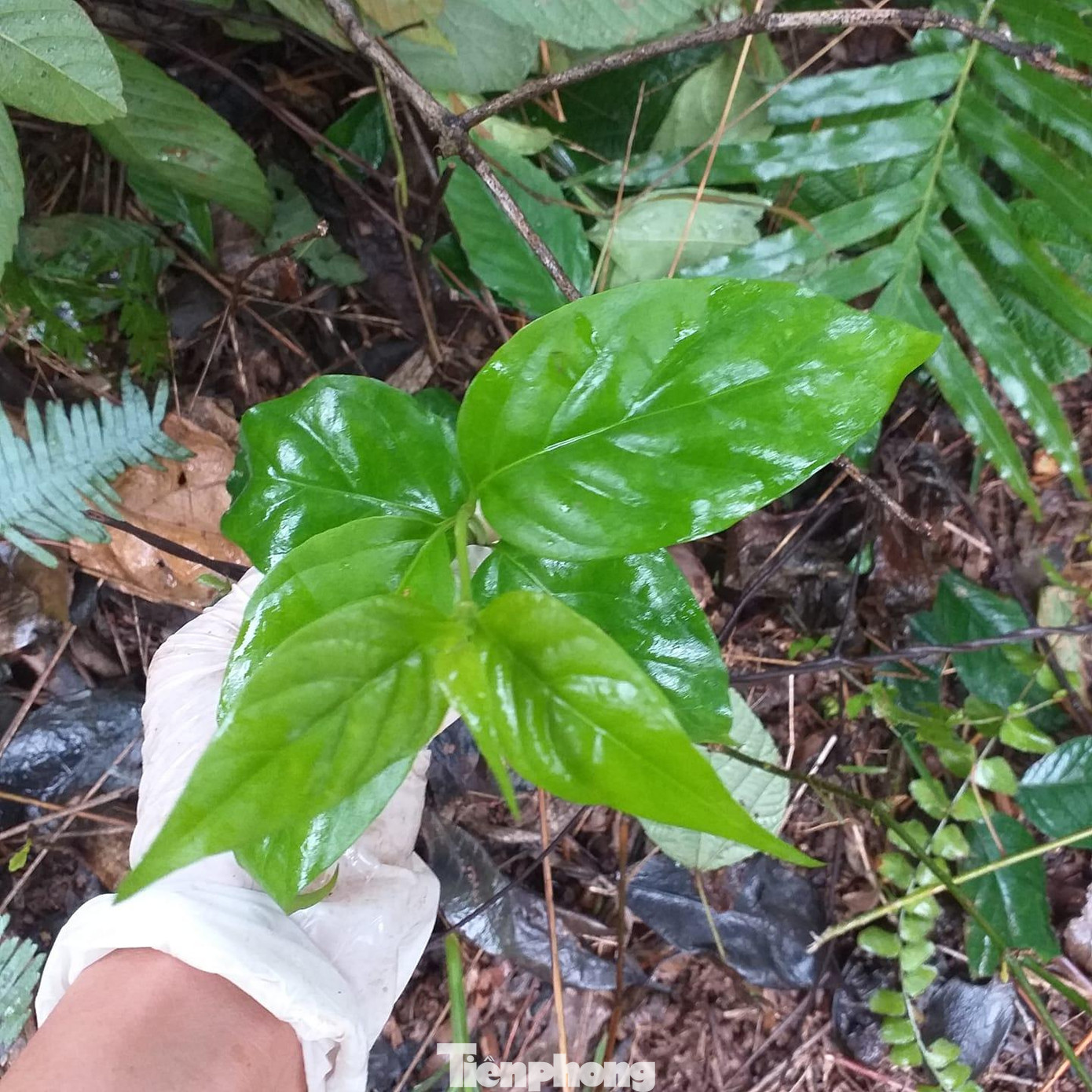 Lá ngón trông giống rau rừng, nhất là rau ngót nên rất dễ bị nhầm lẫn -Ảnh: TL