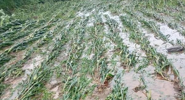 Khoảng 233 ha lúa, hoa màu bị ngập úng.