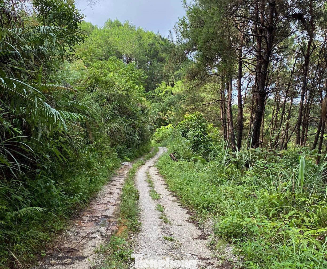 Từ vị trí bà Ninh để lại xe máy ven đường đến nơi phát hiện thi thể khá xa, đường khó đi, trơn trượt. Từ vị trí bà Ninh để lại xe máy ven đường đến nơi phát hiện thi thể khá xa, đường khó đi, trơn trượt.