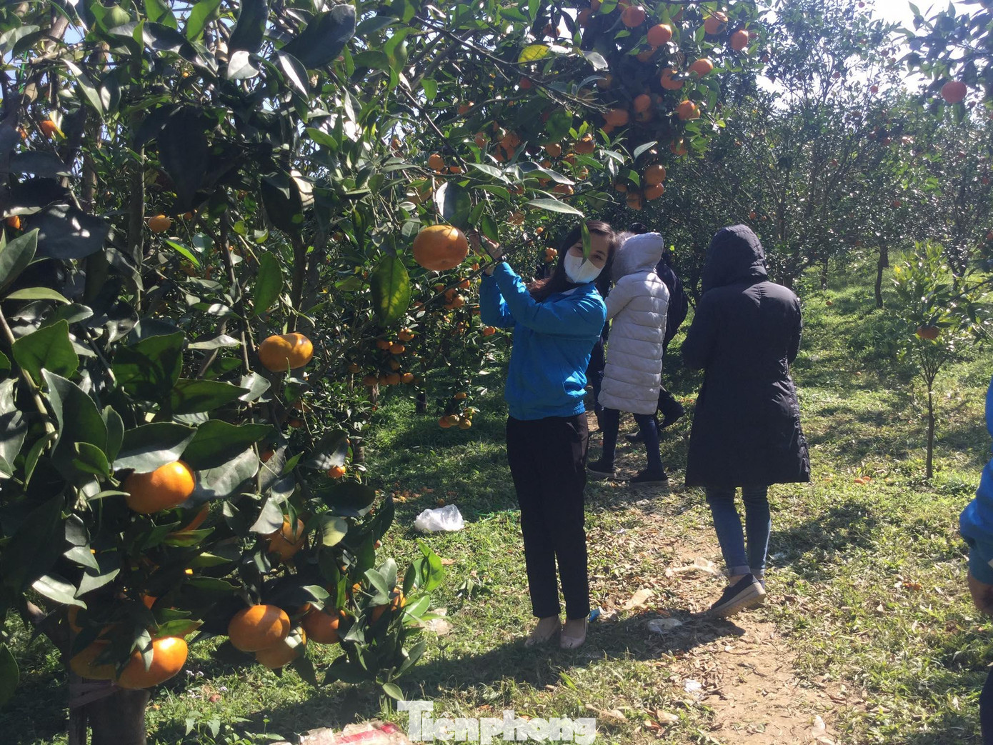 Với sự quan tâm của các cấp chính quyền, nhiều hộ nông dân người dân tộc thiểu số trồng cây ăn quả đặc sản, làm giàu chính đáng -Ảnh: Duy Chiến Với sự quan tâm của các cấp chính quyền, nhiều hộ nông dân người dân tộc thiểu số trồng cây ăn quả đặc sản, làm giàu chính đáng -Ảnh: Duy Chiến