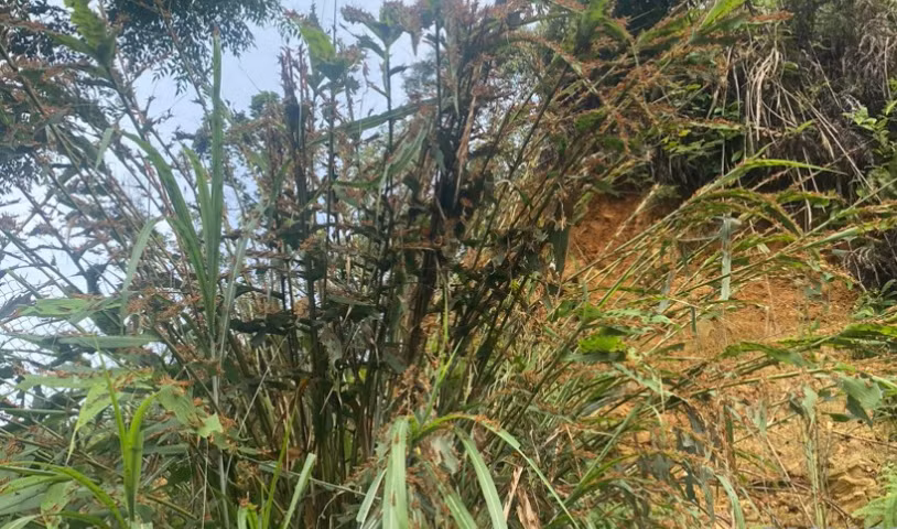 Loại côn trùng này bu đậu trên hoa màu, phá hoại mùa màng. Loại côn trùng này bu đậu trên hoa màu, phá hoại mùa màng.