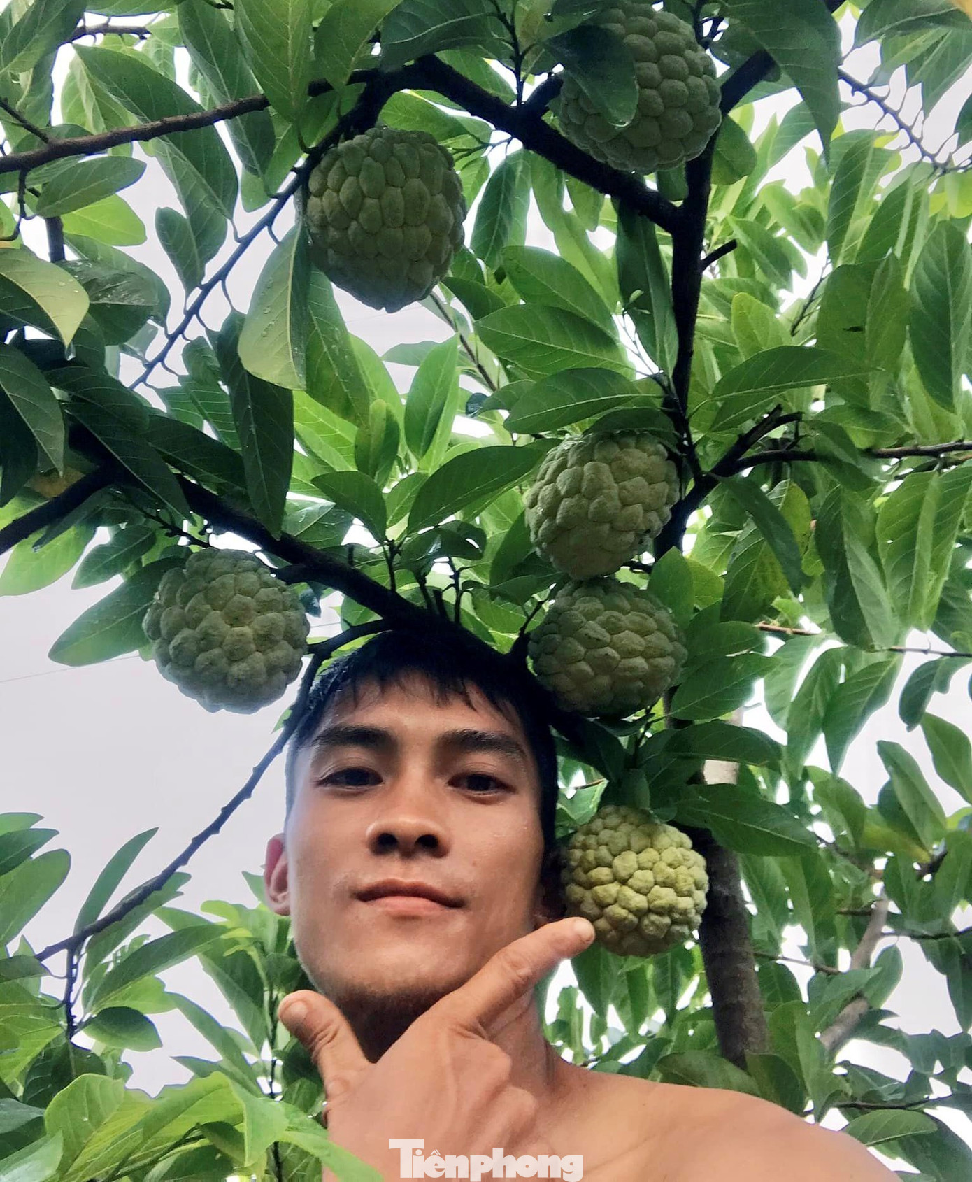 Chàng trai Hoàng Lăng Huy ở Chi Lăng phấn khởi khoe mùa na trĩu quả trên mạng xã hội. Ảnh: Duy Chiến Chàng trai Hoàng Lăng Huy ở Chi Lăng phấn khởi khoe mùa na trĩu quả trên mạng xã hội. Ảnh: Duy Chiến