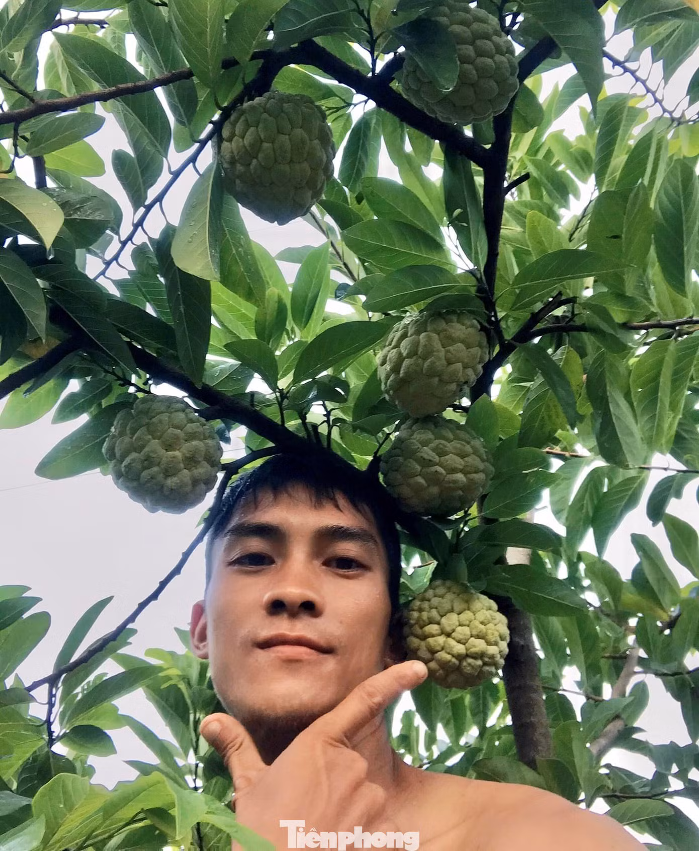 Chàng trai Hoàng Lăng Huy ở Chi Lăng phấn khởi khoe mùa na trĩu quả trên mạng xã hội. Ảnh: Duy Chiến Chàng trai Hoàng Lăng Huy ở Chi Lăng phấn khởi khoe mùa na trĩu quả trên mạng xã hội. Ảnh: Duy Chiến