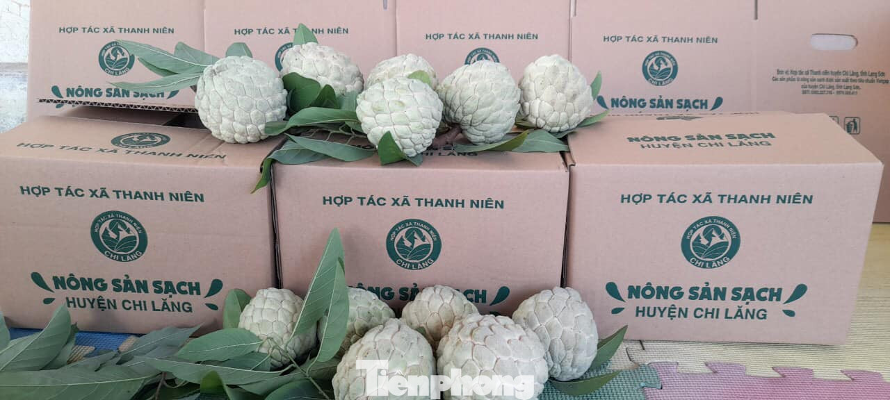 Nhiều đơn hàng đã được đặt với HTX thanh niên Chi Lăng. Ảnh: Duy Chiến Nhiều đơn hàng đã được đặt với HTX thanh niên Chi Lăng. Ảnh: Duy Chiến