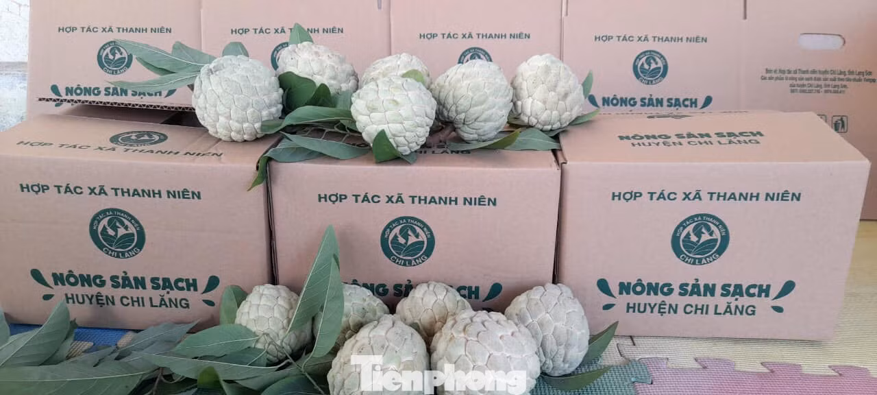 Nhiều đơn hàng đã được đặt với HTX thanh niên Chi Lăng. Ảnh: Duy Chiến Nhiều đơn hàng đã được đặt với HTX thanh niên Chi Lăng. Ảnh: Duy Chiến