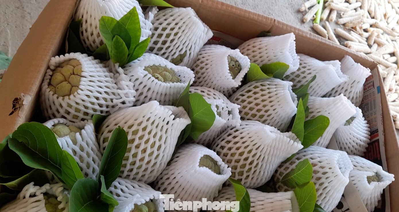 Quả na được bảo quản cẩn thận Quả na được bảo quản cẩn thận