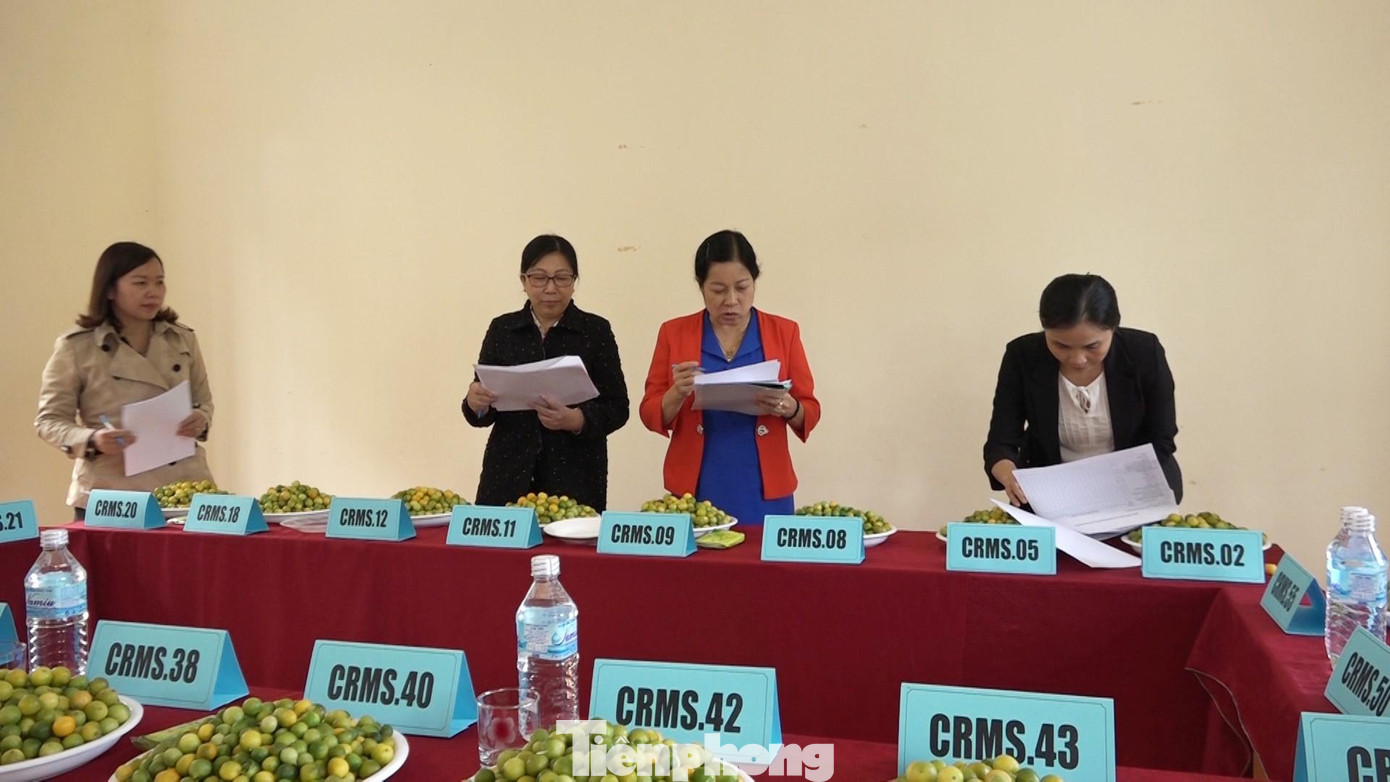 Hội đồng tuyển chọn loại giống chanh rừng ưu tú để nhân rộng -Ảnh: V.H