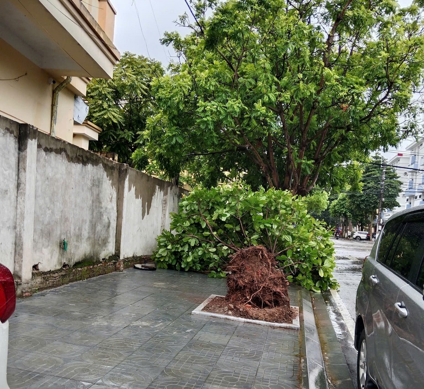 Cây ở hè phố ở trung tâm thành phố Lạng Sơn cũng bị bật gốc. Cây ở hè phố ở trung tâm thành phố Lạng Sơn cũng bị bật gốc.