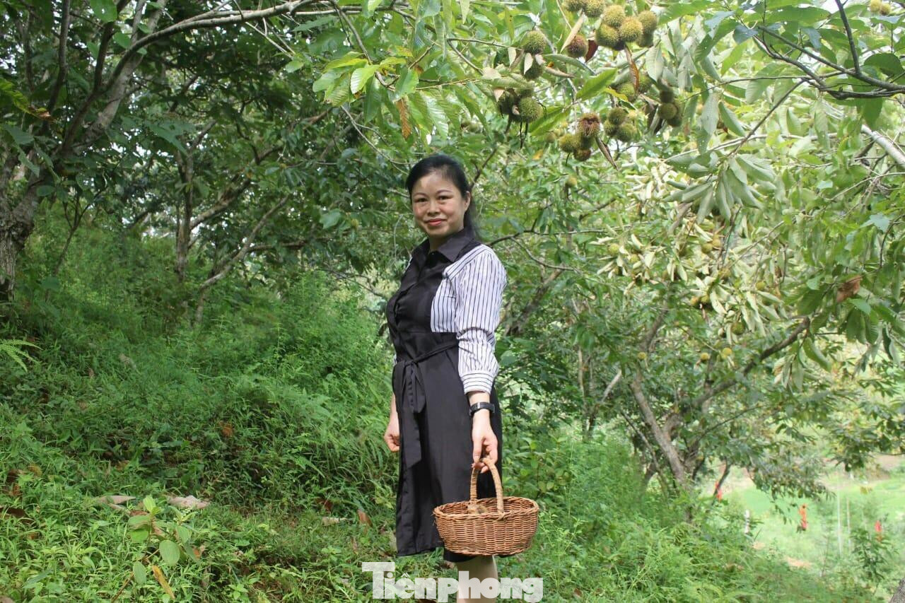 Khách tự mình đến các cây dẻ trĩu quả để thu hái, trải nghiệm -Ảnh: Duy Chiến