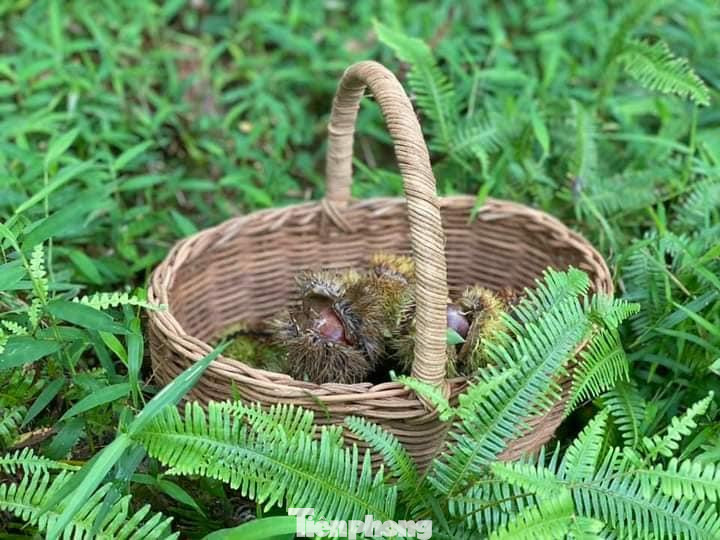 Hạt dẻ xứ Lạng được khách phương xa rất yêu thích vì hạt to, mẩy, bóng, ăn ngon, bổ dưỡng