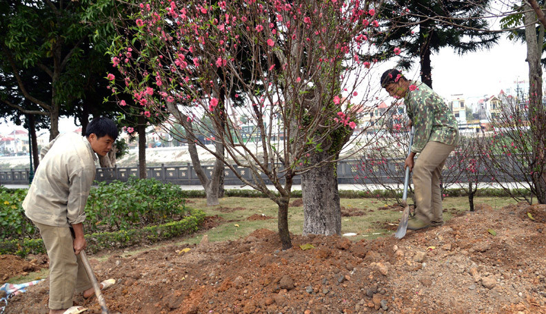 Ra giêng, người dân Lạng Sơn lại tiếp tục chăm sóc, phát triển vườn đào ở địa phương. Ra giêng, người dân Lạng Sơn lại tiếp tục chăm sóc, phát triển vườn đào ở địa phương.