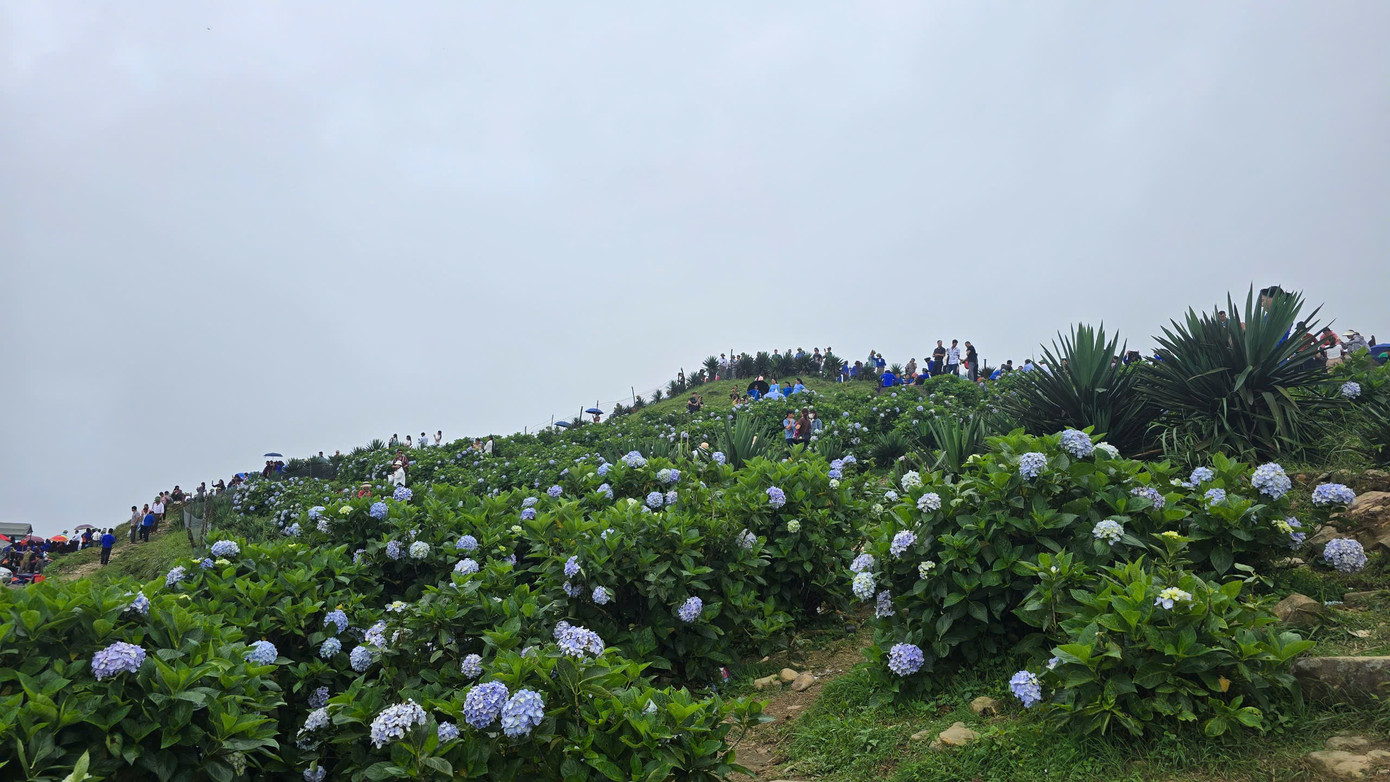 Từng vạt hoa cẩm tú cầu hấp dẫn, mời gọi du khách đến với đỉnh Mẫu Sơn. Ảnh: Hoàng Luyến.