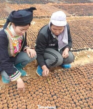Chị Tàn (bìa trái) hướng dẫn cho người dân địa phương cách ươm cây giống, phát triển sản xuất -Ảnh: Duy Chiến