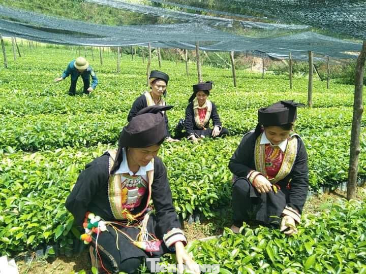 Trên 20 người dân địa phương, chủ yếu là phụ nữ Dao được chị Đặng Thị Tàn bố trí công ăn, việc làm, hướng dẫn ươm cây giống, áp dụng khoa học kỹ thuật vào sản xuất -Ảnh: Duy Chiến