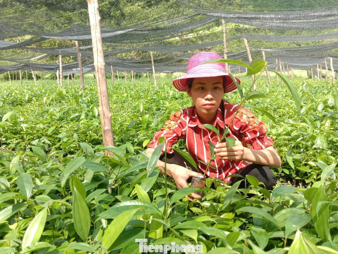 Hàng ngày, chị Tàn chăm chút với vườn cây giống của gia đình -Ảnh: Duy Chiến