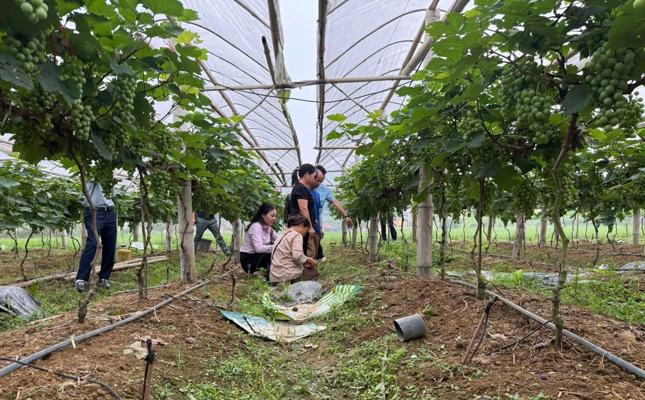 Nhờ có vốn vay ưu đãi, nhiều hộ nông dân ở huyện Văn Quan phát triển kinh tế đồi, rừng đem lại hiệu quả kinh tế cao. Nhờ có vốn vay ưu đãi, nhiều hộ nông dân ở huyện Văn Quan phát triển kinh tế đồi, rừng đem lại hiệu quả kinh tế cao.