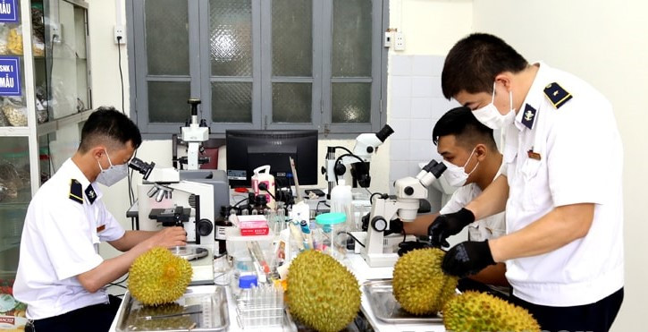 Kiểm tra chất lượng quả sầu riêng xuất khẩu sang Trung Quốc tại cửa khẩu Tân Thanh. Kiểm tra chất lượng quả sầu riêng xuất khẩu sang Trung Quốc tại cửa khẩu Tân Thanh.