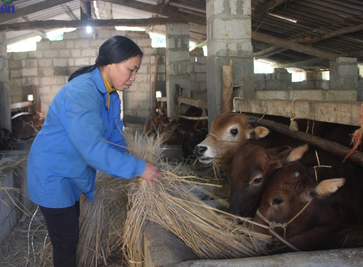 Người dân tăng cường gia cố chuồng trại, chú trọng thức ăn cho gia súc khi mùa đông tới.
