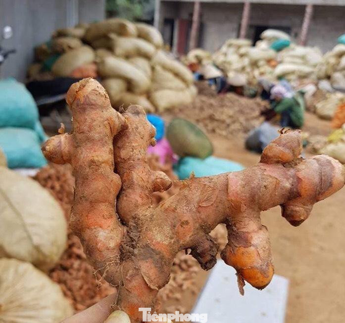 Củ nghệ vàng ở miền núi Chi Lăng là sản vật quý, được người tiêu dùng ưa chuộng -Ảnh: Duy Chiến Củ nghệ vàng ở miền núi Chi Lăng là sản vật quý, được người tiêu dùng ưa chuộng -Ảnh: Duy Chiến