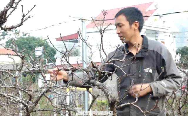 Anh Nguyễn Văn Đặng, thôn Hồng Phong, xã Chiến Thắng, huyện Bắc Sơn chăm sóc cây đào, tham gia Lễ hội hoa đào 2023. Ảnh: T.H.