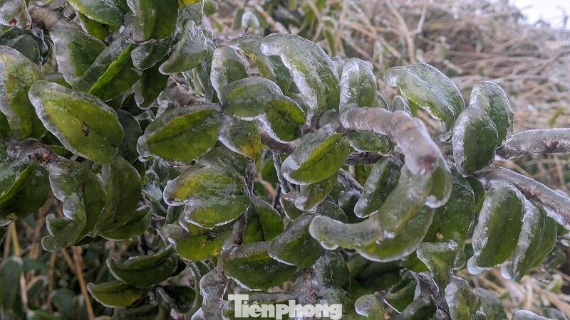 Để chiêm ngưỡng cảnh đẹp hiếm gặp, nhiều du khách đã đổ về đỉnh Phia Oắc để săn băng tuyết, chụp ảnh rồi khoe trên mạng xã hội với người thân, bạn bè. Băng phủ kín cỏ cây. Cây cối phủ màu trắng tinh khôi. Nếu gió ngưng thổi, ít mưa thì băng tuyết sẽ tơi xốp hơn. Ảnh: HC