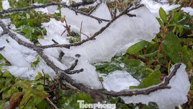Anh Nông Đạt - người dân địa phương cho biết, nơi đây có độ cao 1.931m so với mặt nước biển, đây là đỉnh núi cao thứ hai trong tỉnh Cao Bằng (sau đỉnh Phia Dạ, xã Sơn Lập, huyện Bảo Lạc, với chiều cao 1.980m). “Cứ dịp ra Giêng là ở Phia Oắc lại xuất hiện băng tuyết. Băng giá phủ kín cây cối, bám dày đặc trên cành lá nom rất đẹp. Nếu mưa ngớt, băng sẽ còn phủ dày hơn nữa”, anh Đạt chia sẻ. Trong ảnh: Băng tuyết khá dày trên cỏ cây ở Phia Oắc tỉnh Cao Bằng. Ảnh: H.C