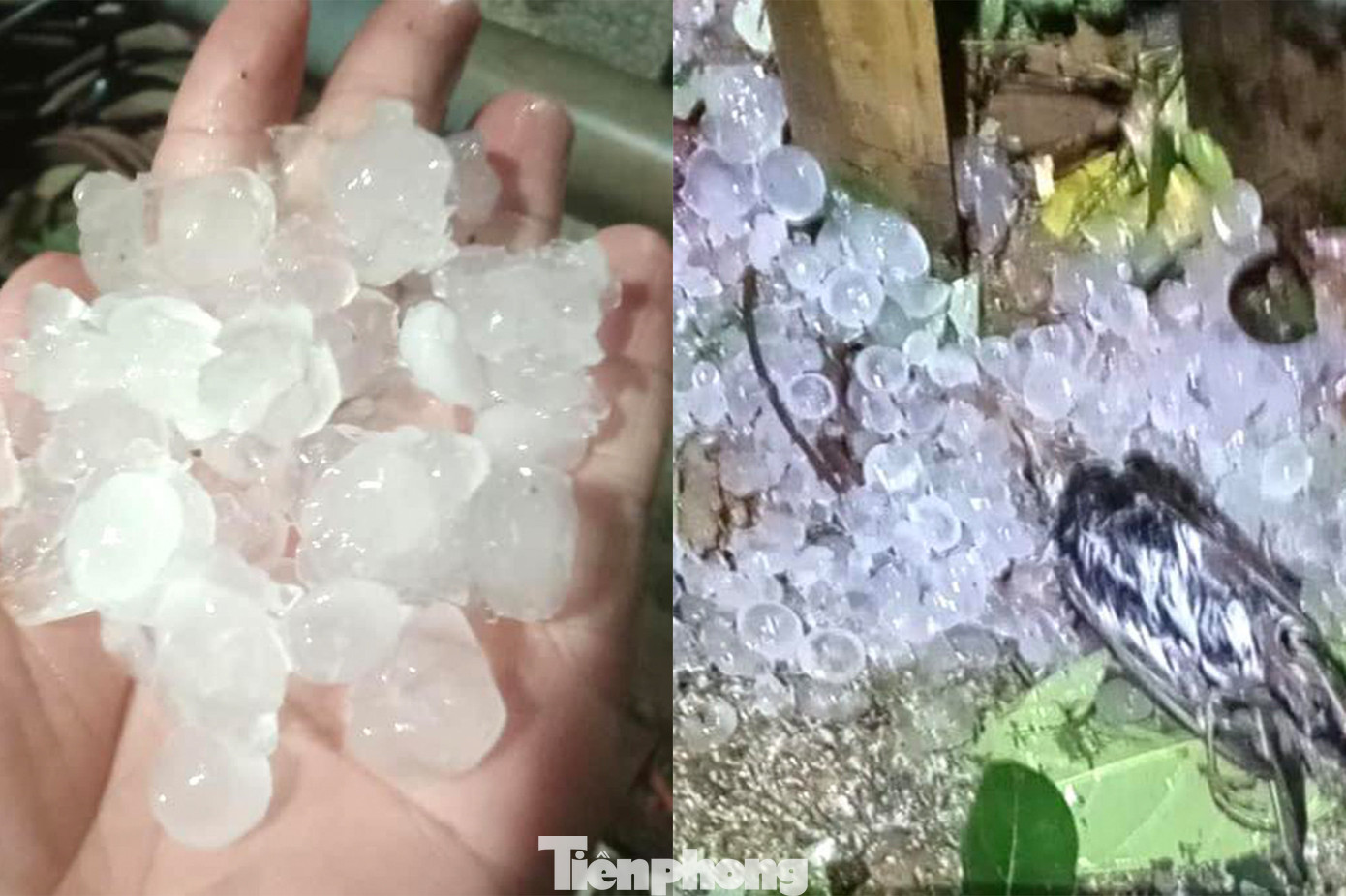 Ở một số huyện trong tỉnh Lạng Sơn xuất hiện mưa đá, đường kính to trên 1cm.