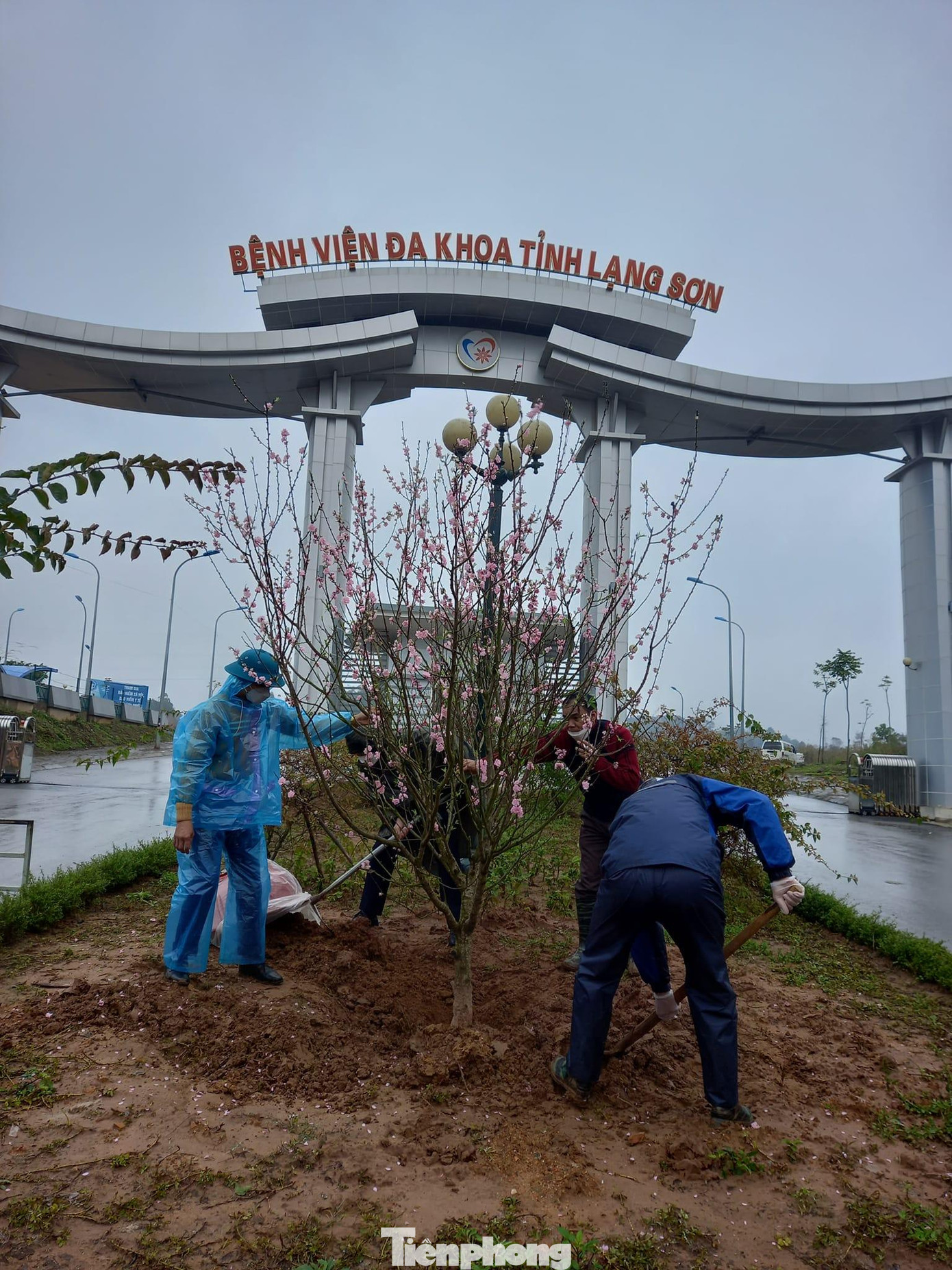 Cây xanh, hoa đào cũng được trồng tại cơ sở y tế địa phương -Ảnh: DC