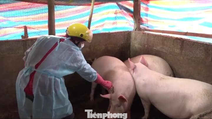 Chủ động tiêm phòng cho đàn lợn. Chủ động tiêm phòng cho đàn lợn.