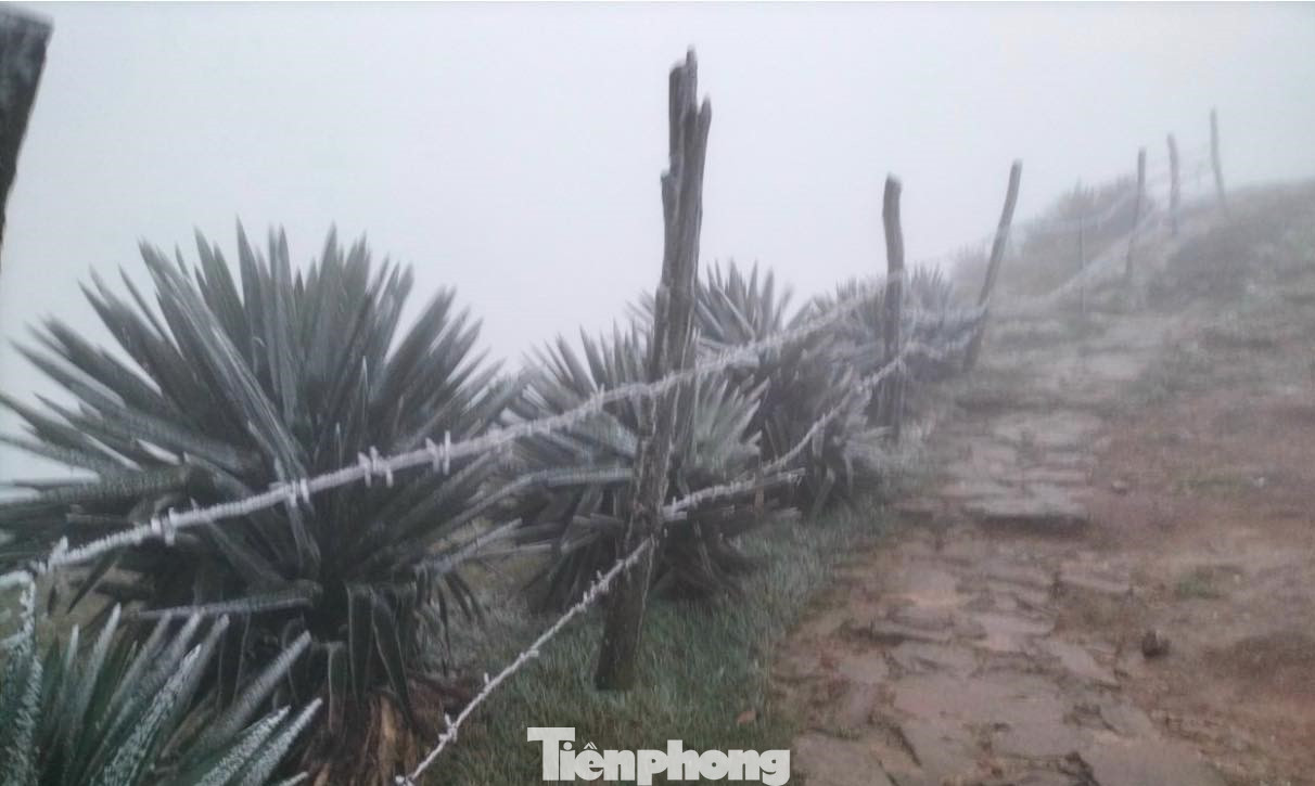 Hàng rào, cây cỏ xuất hiện băng tuyết bám kín. Hàng rào, cây cỏ xuất hiện băng tuyết bám kín.