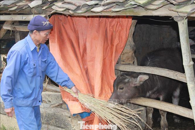 Người dân tăng cường chuồng trại, thức ăn cho vật nuôi. Người dân tăng cường chuồng trại, thức ăn cho vật nuôi.