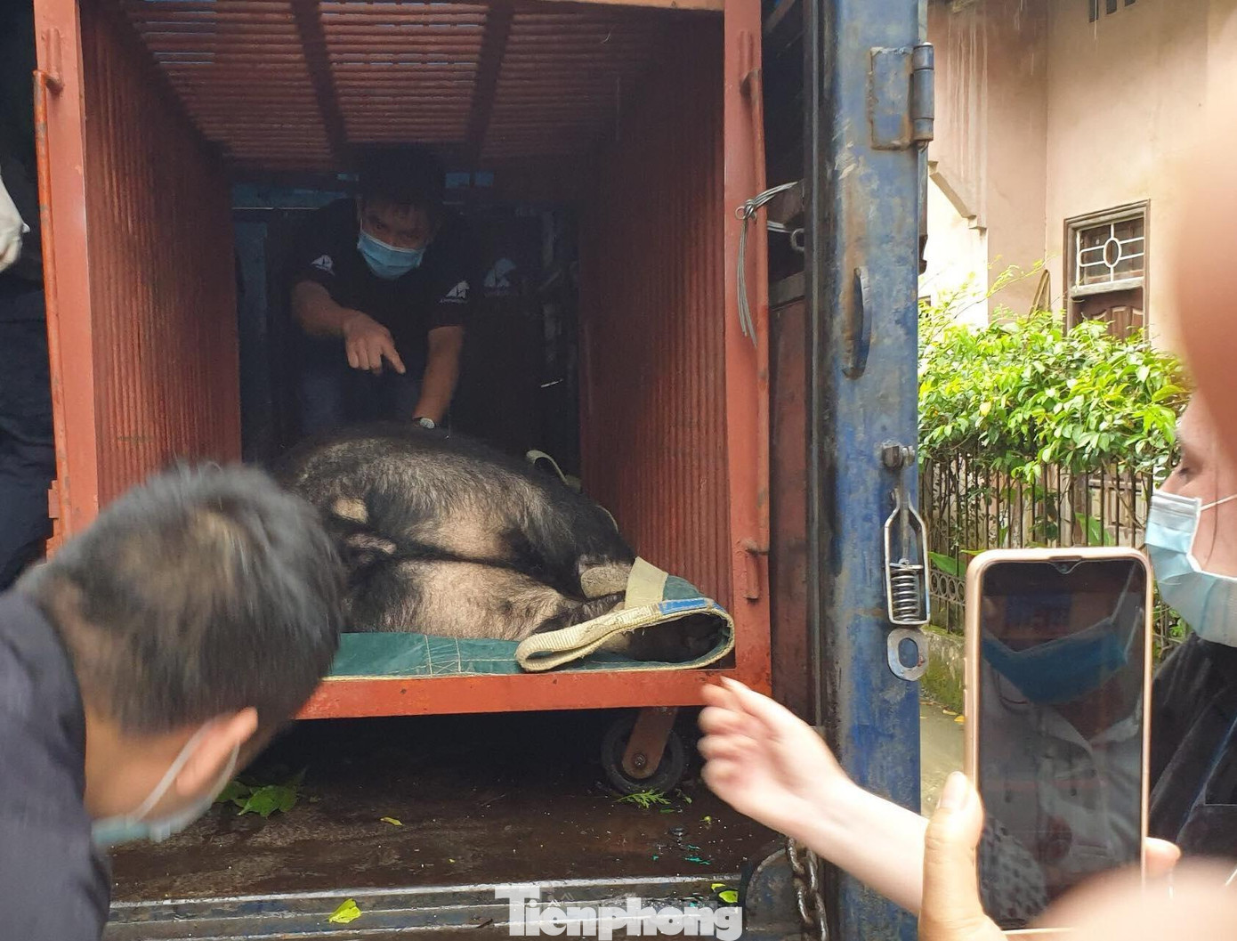 Sau khi hoàn tất các thủ tịc, chăm sóc gấu ban đầu, 3 cá thể gấu được chuyển về vườn quốc gia Tam Đảo chăm sóc, nuôi dưỡng .Ảnh: Đ. Ngọc