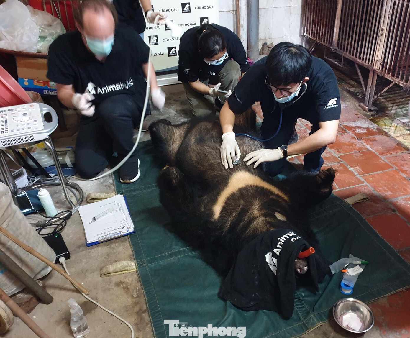 Các chuyên gia tiến hành thăm khám, chăm sóc ban đầu các cá thể gấu do người dân Lạng Sơn bàn giao .Ảnh: Đ. Ngọc