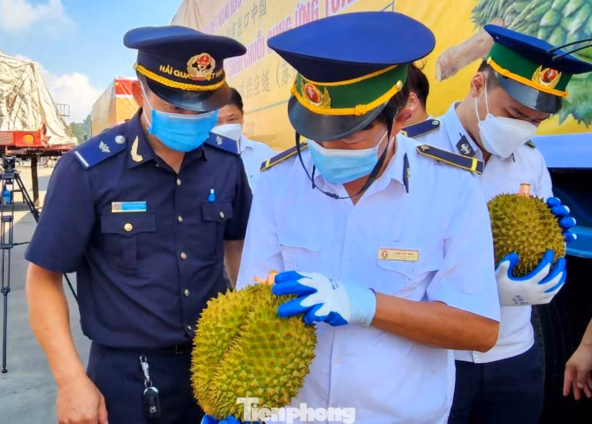 Các ngành chức năng kiểm tra hàng hóa trước khi thông quan bán sang Trung Quốc. Ảnh: Duy Chiến .