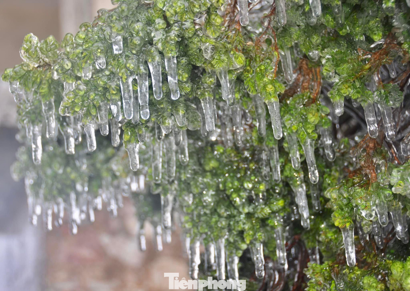 Ảnh: L. Huy Ảnh: L. Huy