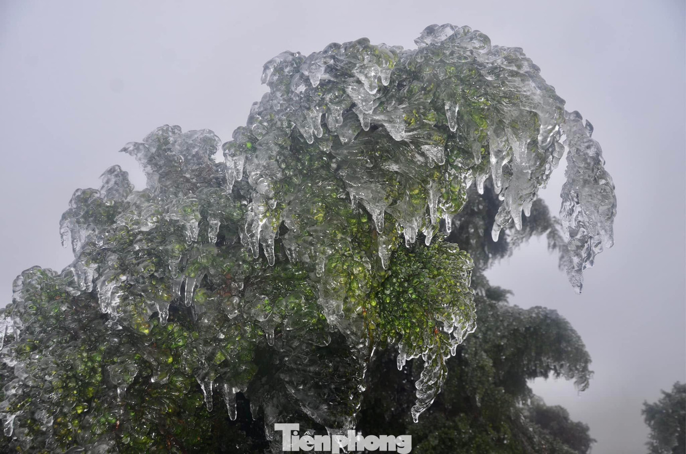 Băng tuyết dày, đẹp hơn buổi sáng 20/2. Ảnh: L. Huy Băng tuyết dày, đẹp hơn buổi sáng 20/2. Ảnh: L. Huy