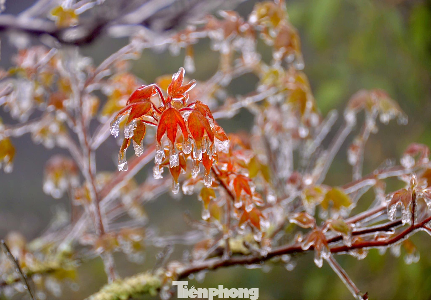Theo thống kê của Phòng Quản lý khu du lịch Mẫu Sơn, tính đến nay đã có gần 3.000 lượt khách và hàng trăm phương tiện đã đổ dồn lên Mẫu Sơn chơi, ngắm băng tuyết. Trong ảnh: Hình ảnh băng tuyết càng về trưa, càng lung linh. Ảnh: L. Huy Theo thống kê của Phòng Quản lý khu du lịch Mẫu Sơn, tính đến nay đã có gần 3.000 lượt khách và hàng trăm phương tiện đã đổ dồn lên Mẫu Sơn chơi, ngắm băng tuyết. Trong ảnh: Hình ảnh băng tuyết càng về trưa, càng lung linh. Ảnh: L. Huy